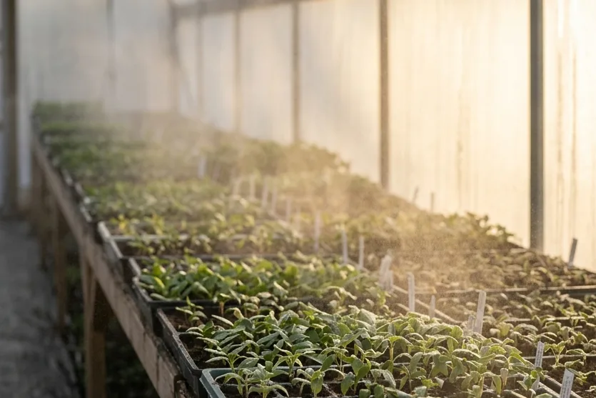 Golden dawn light and overhead mist drift across a long greenhouse bench of seedling trays.
